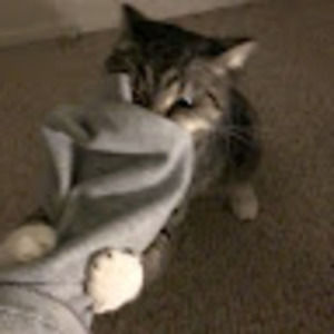 Meet your Posher, Gracie